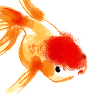 Pondfish Outlet